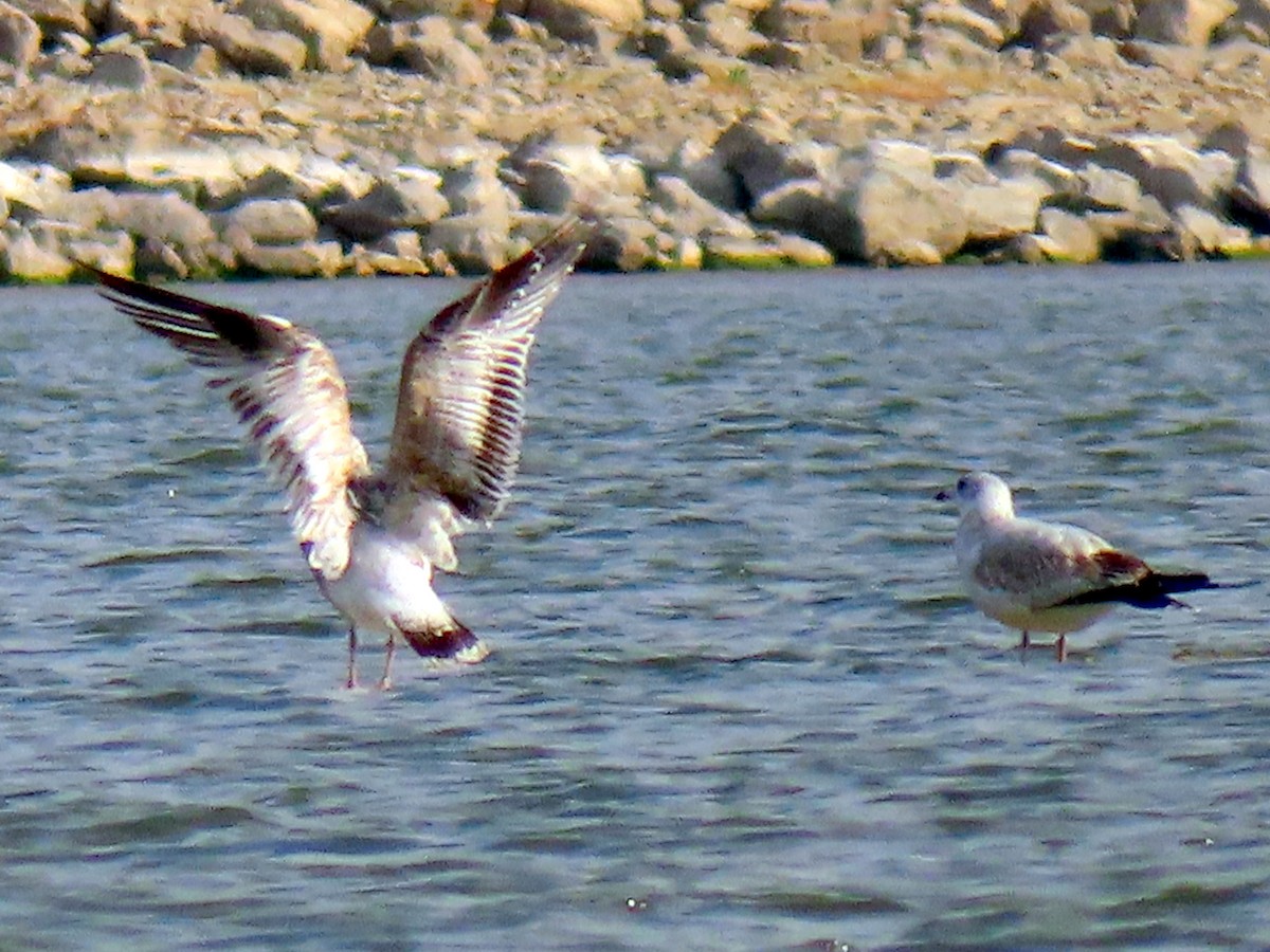 Ring-billed Gull - ML645028992