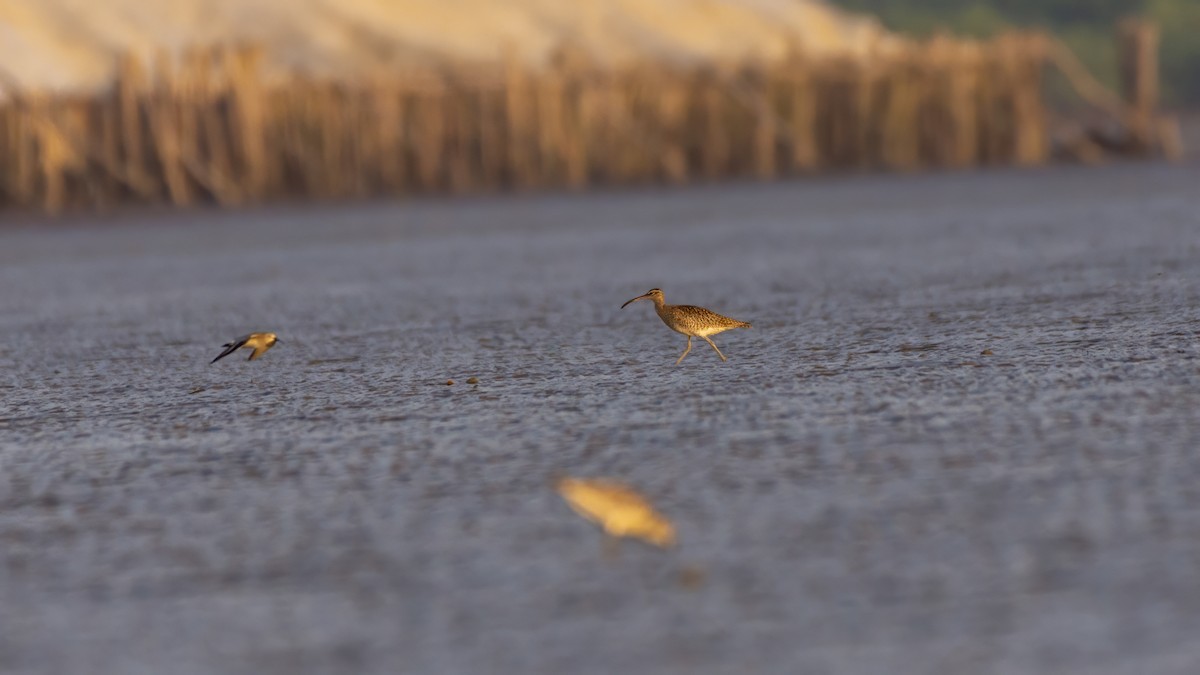 Морин тутгалжин - ML645028994