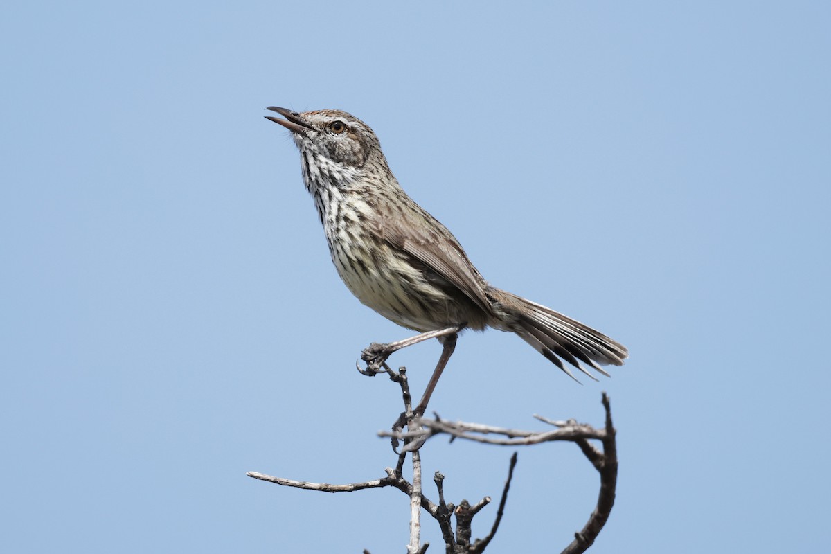 Western Fieldwren - ML645029030