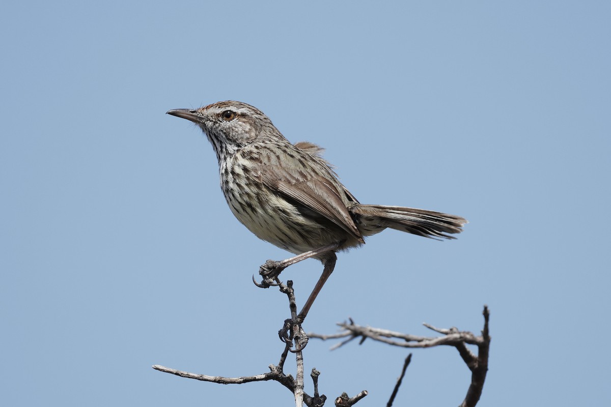 Western Fieldwren - ML645029031