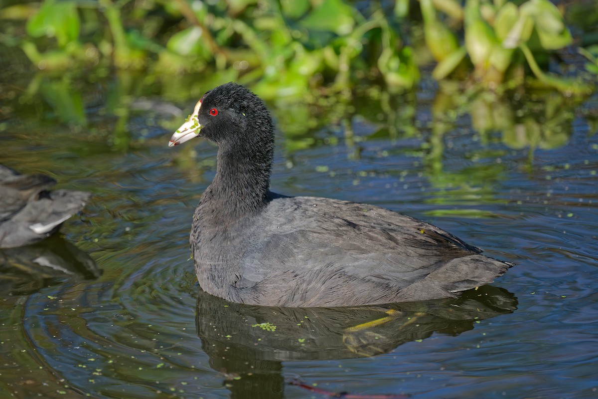 American Coot - ML645029061