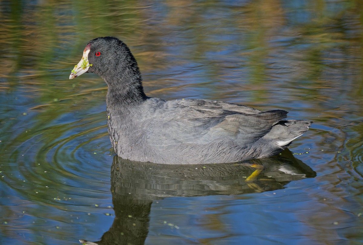 American Coot - ML645029062