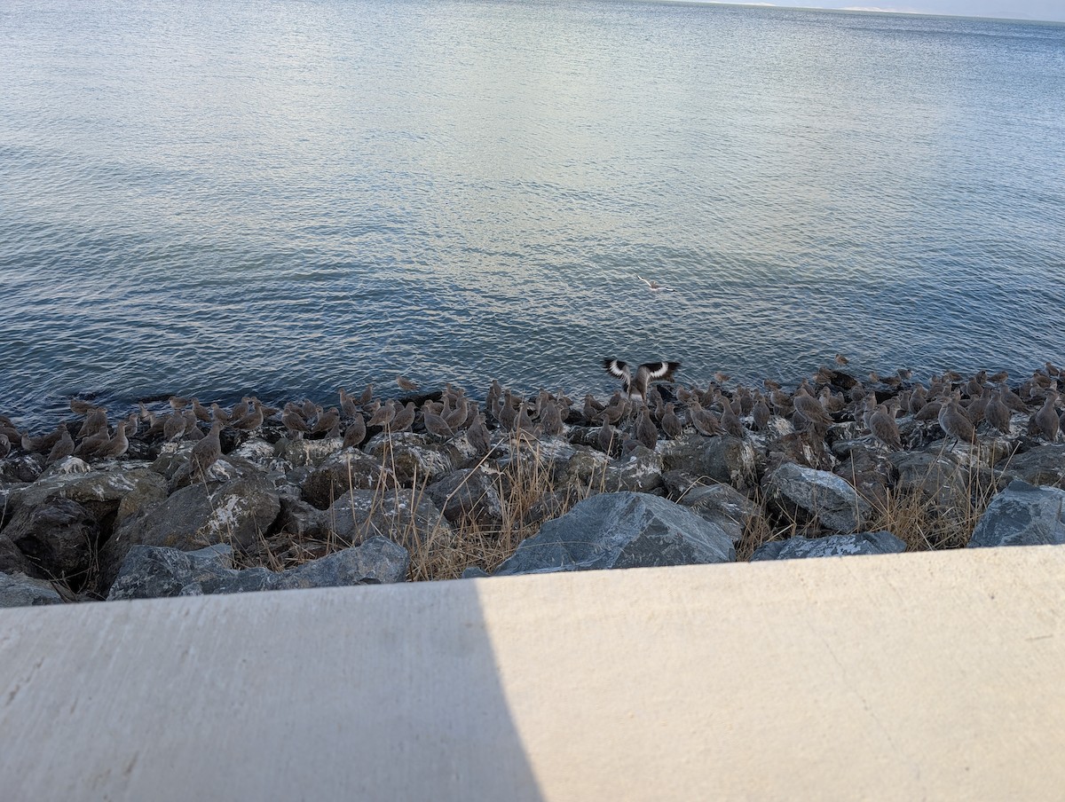 Willet - ML645029068