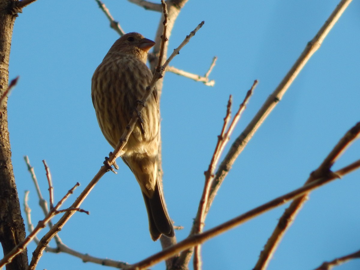 House Finch - ML645029069
