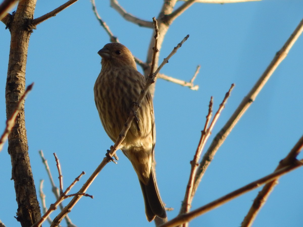 House Finch - ML645029070