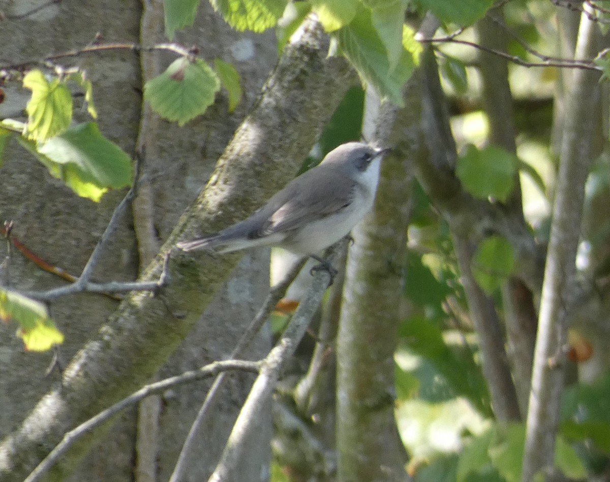 Lesser Whitethroat (Lesser) - ML645029072