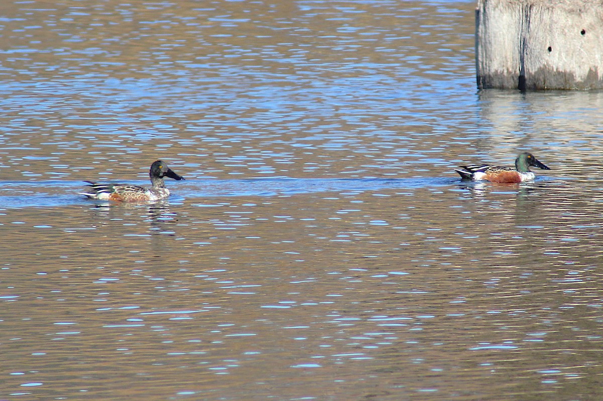Northern Shoveler - ML645029073