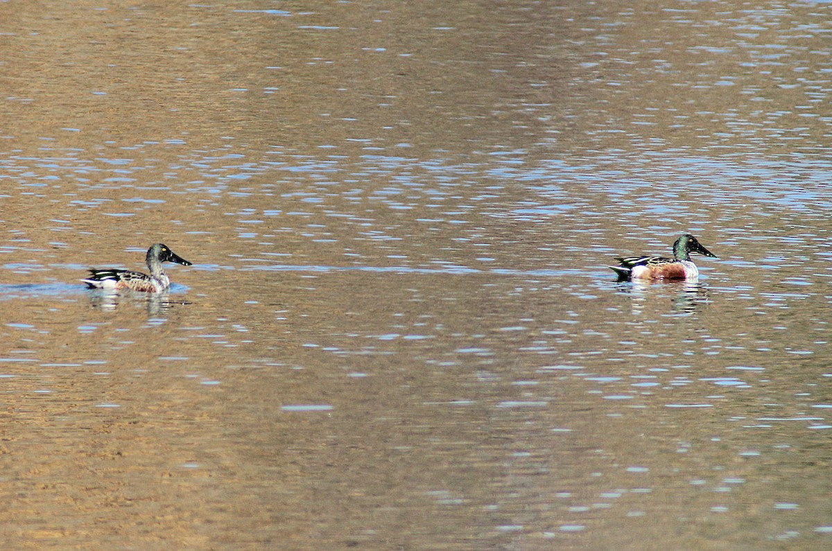 Northern Shoveler - ML645029074