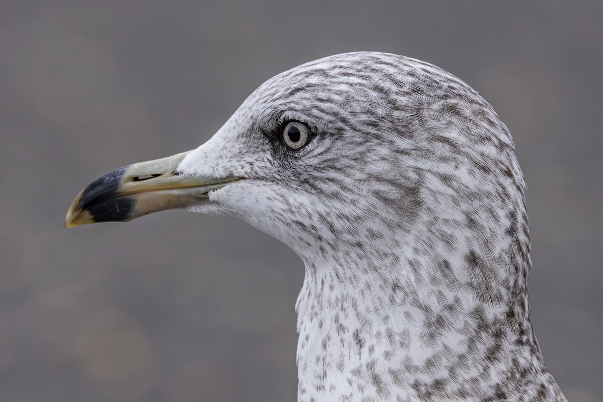 Ring-billed Gull - ML645029076
