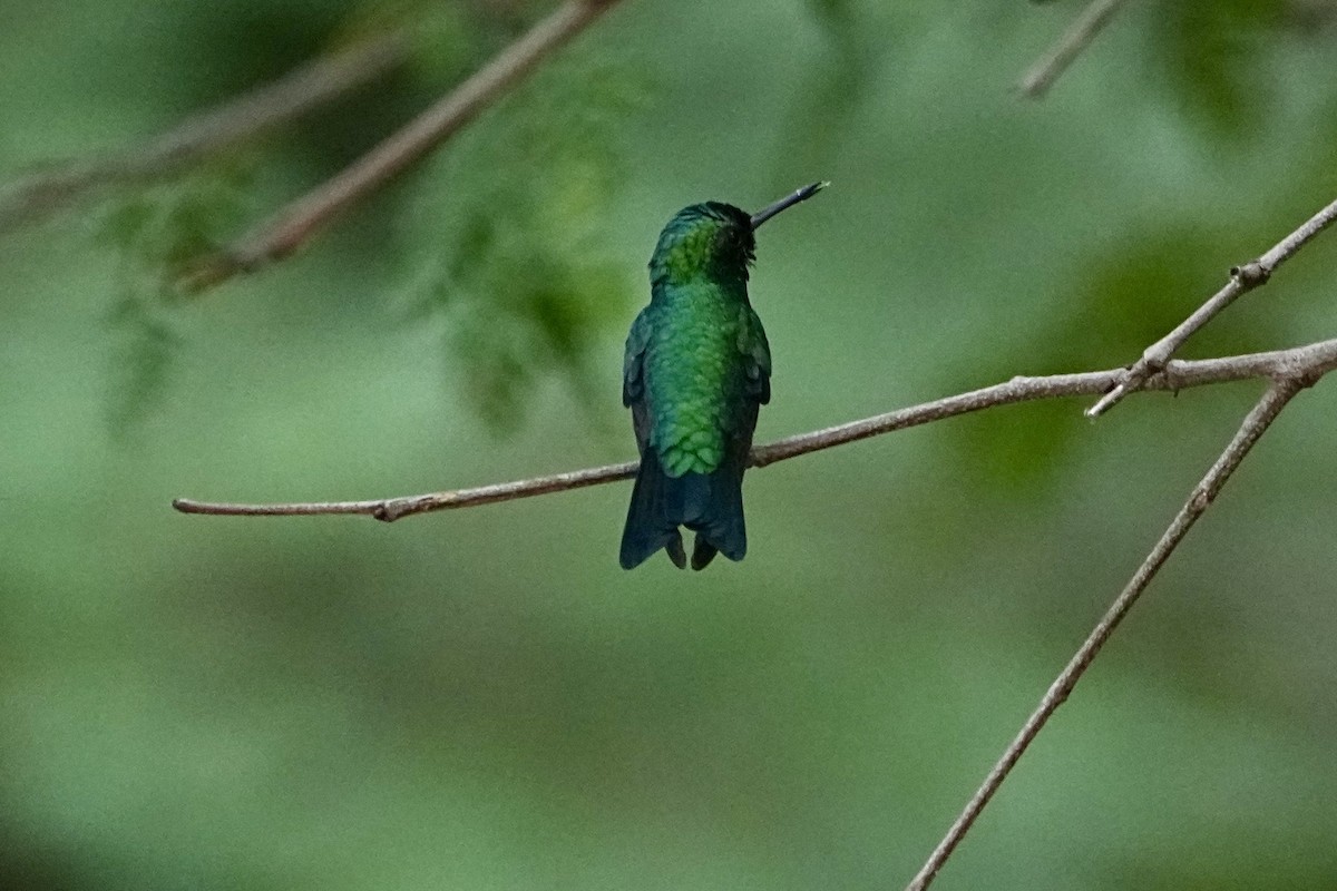 Red-billed Emerald - ML645029077