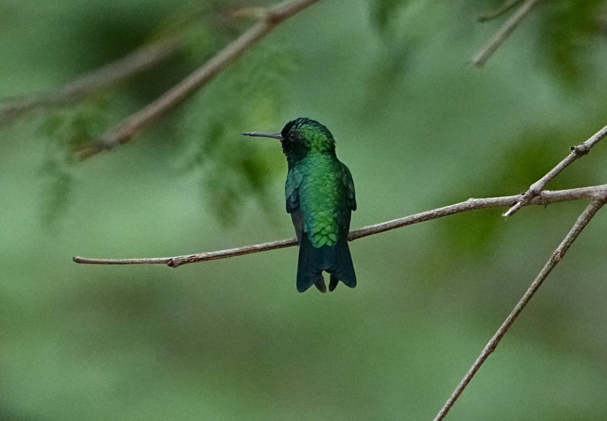 Red-billed Emerald - ML645029078
