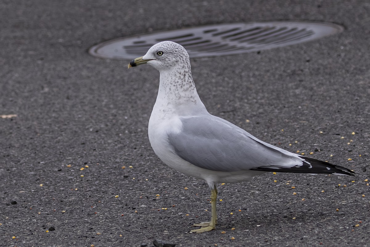 Ring-billed Gull - ML645029079