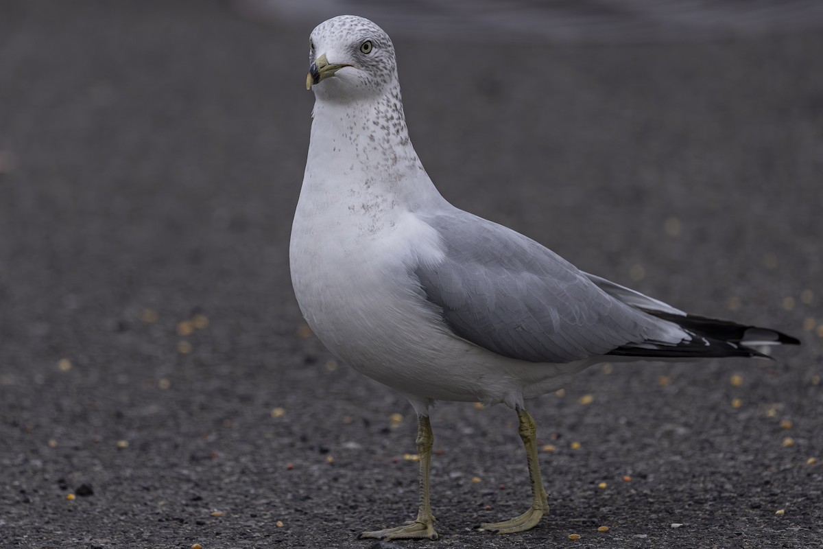 Ring-billed Gull - ML645029080