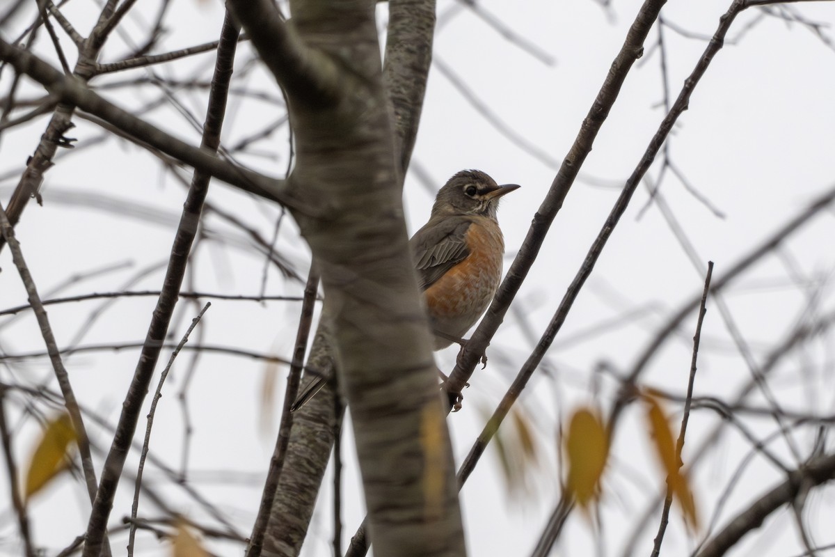 American Robin - ML645029081