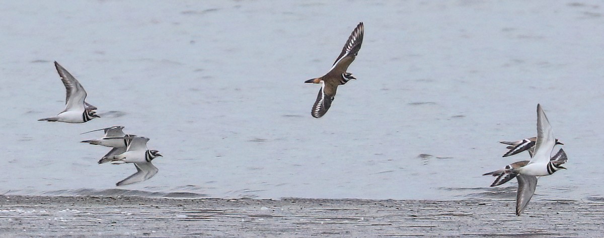 Killdeer - ML645029083