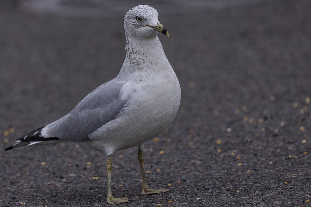 Ring-billed Gull - ML645029084