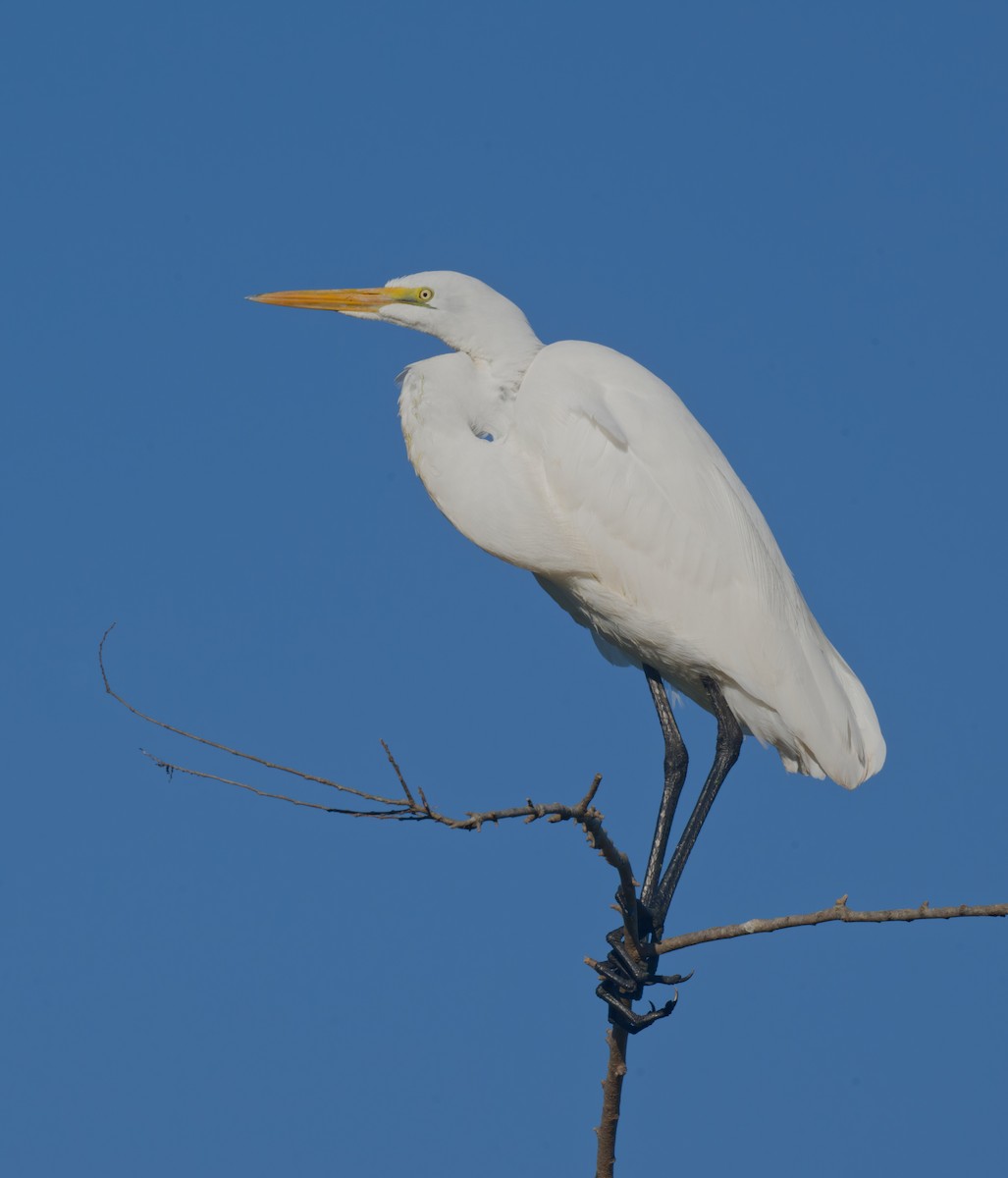 Great Egret - ML645029086