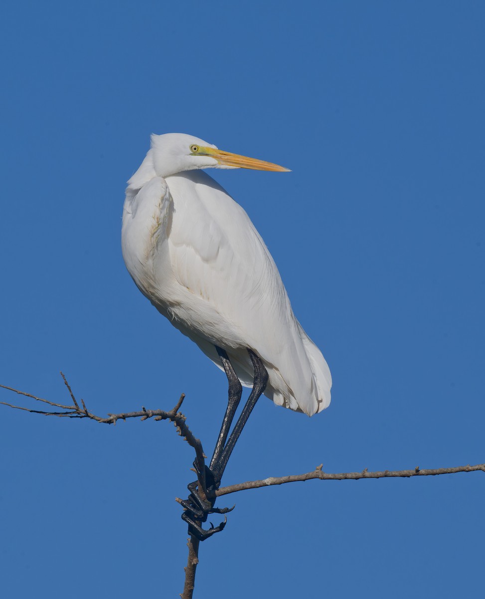 Great Egret - ML645029087