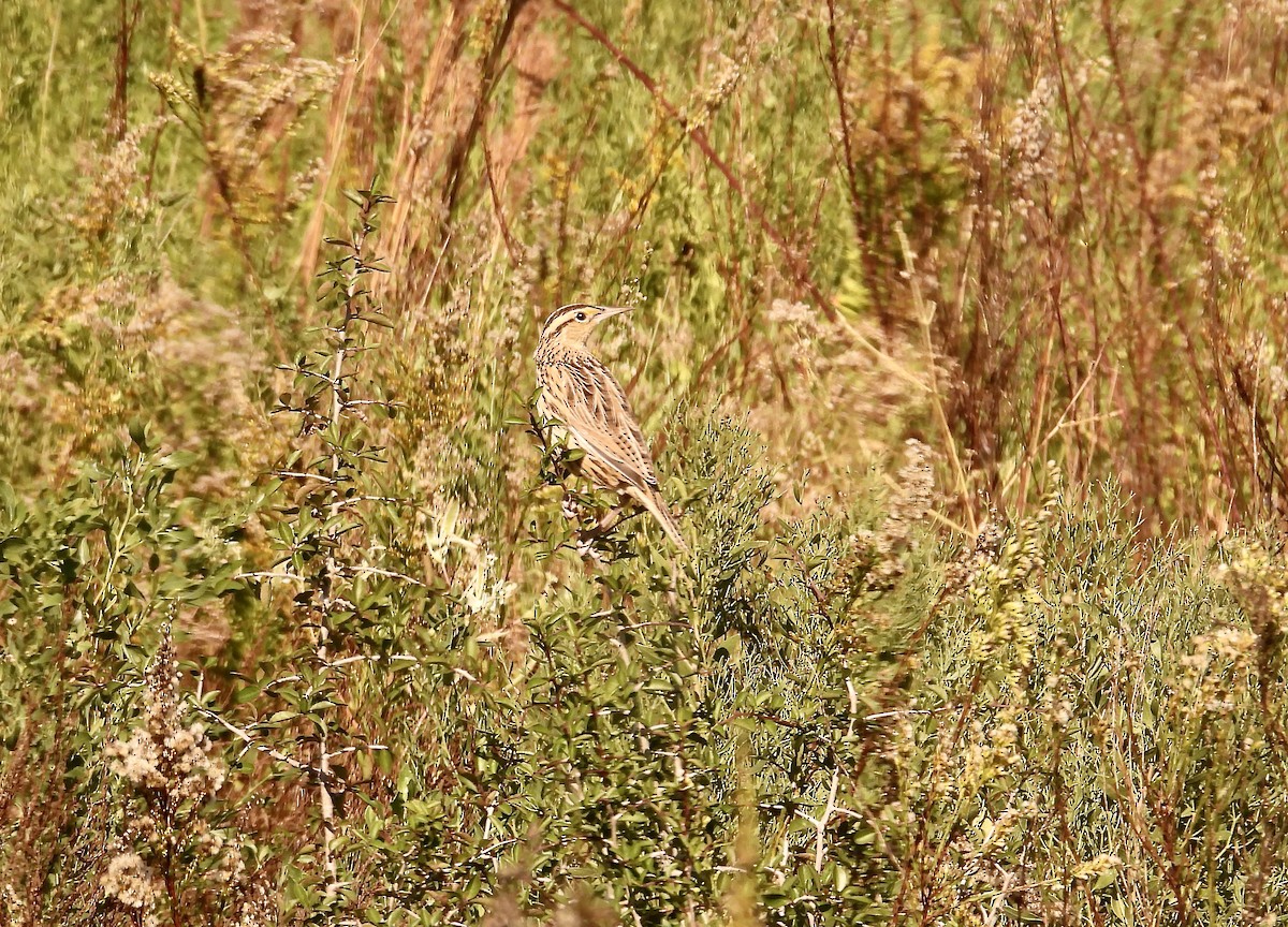 Eastern Meadowlark - ML645029088
