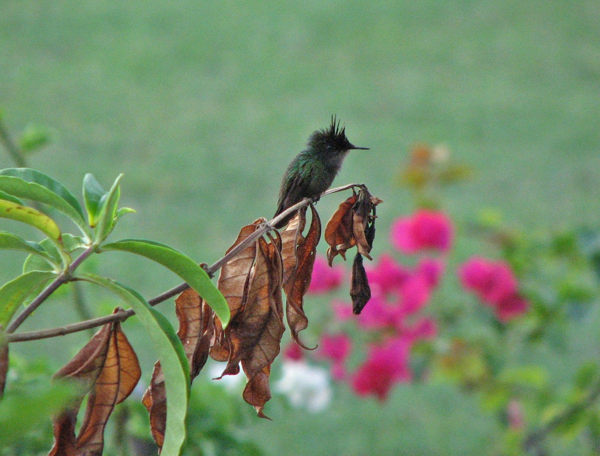 Antillean Crested Hummingbird - ML645029092