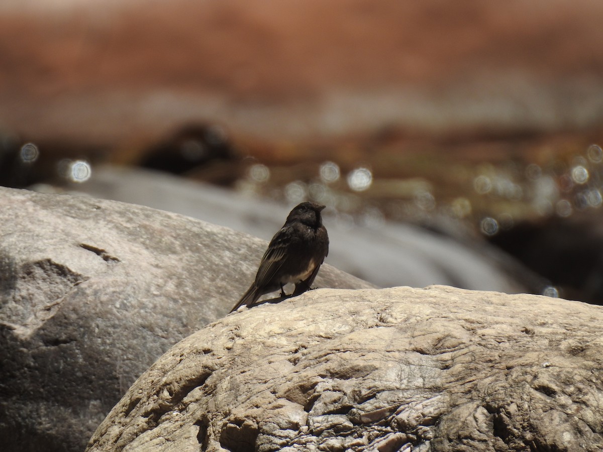 Black Phoebe - ML645029094