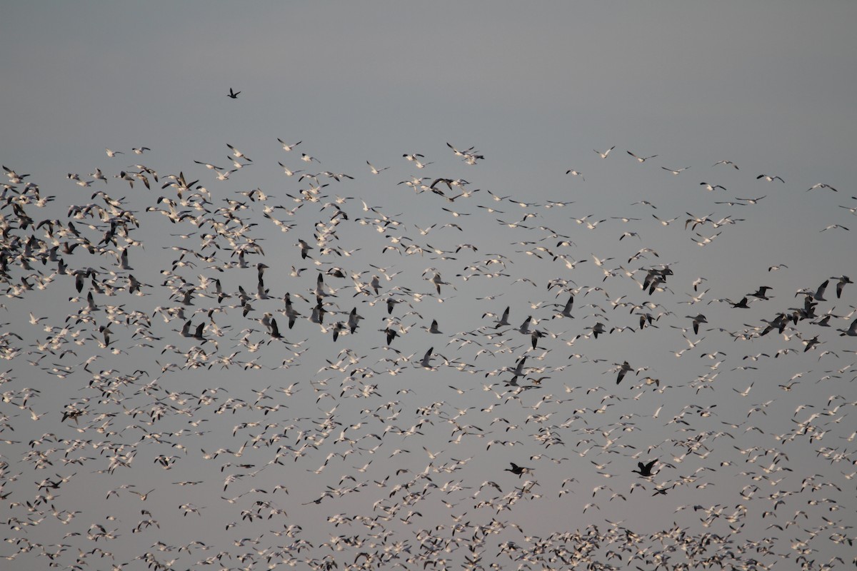 Snow Goose - ML645029097