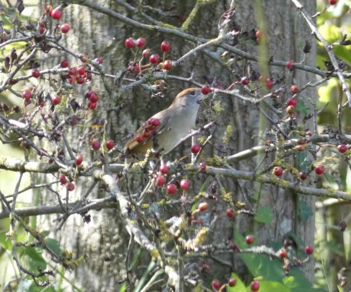 Eurasian Blackcap - ML645029098