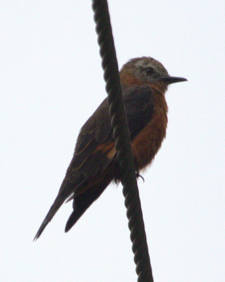 Cliff Flycatcher - ML645029099