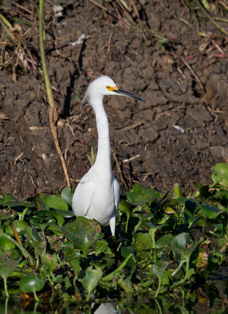 Snowy Egret - ML645029101