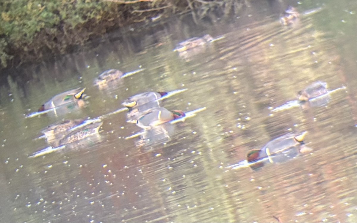 Green-winged Teal - ML645029105