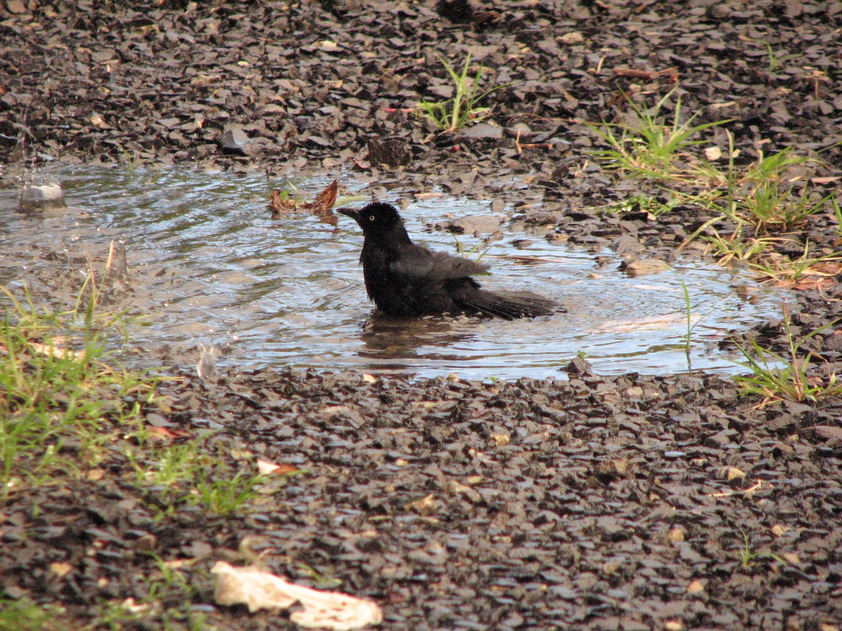 Carib Grackle - ML645029107