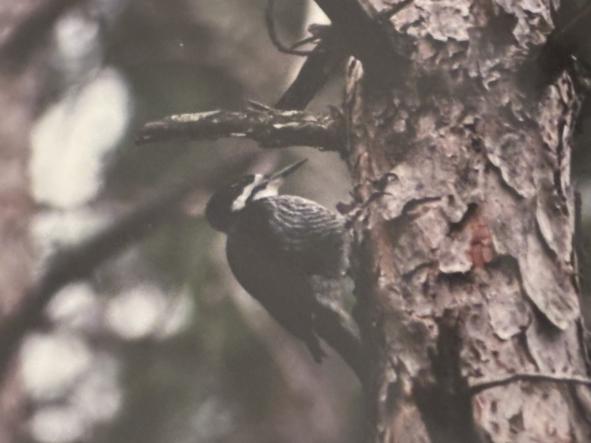 Black-backed Woodpecker - ML645029110
