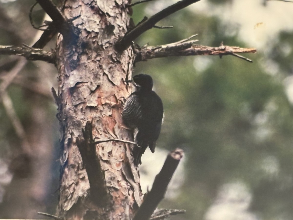 Black-backed Woodpecker - ML645029111