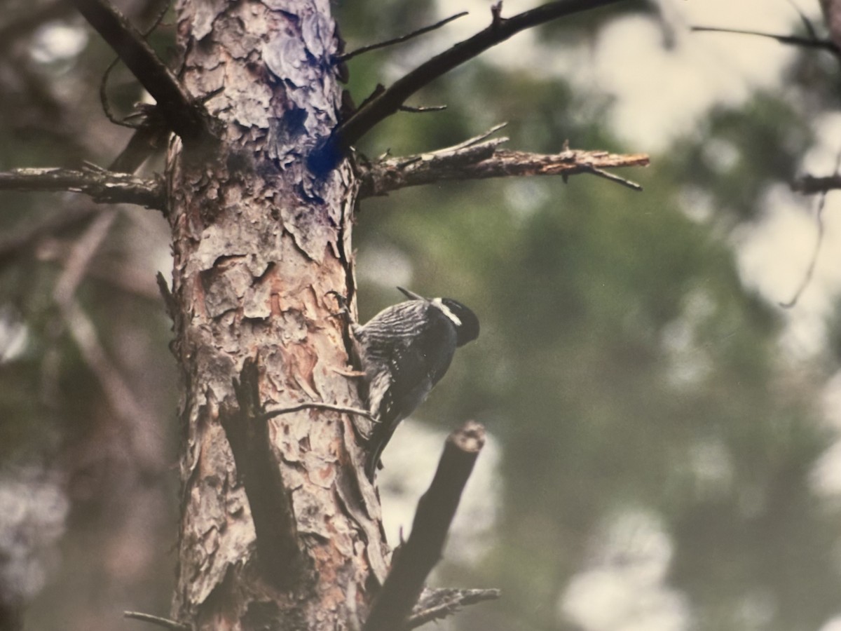 Black-backed Woodpecker - ML645029112