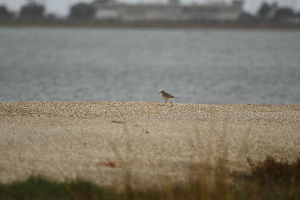 Black-bellied Plover - ML645029115