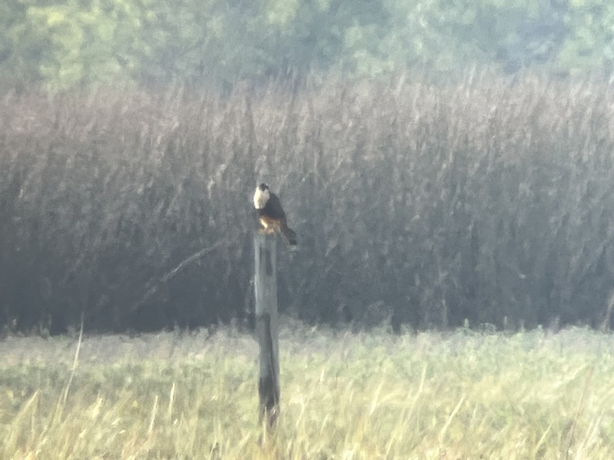 Aplomado Falcon - ML645029116