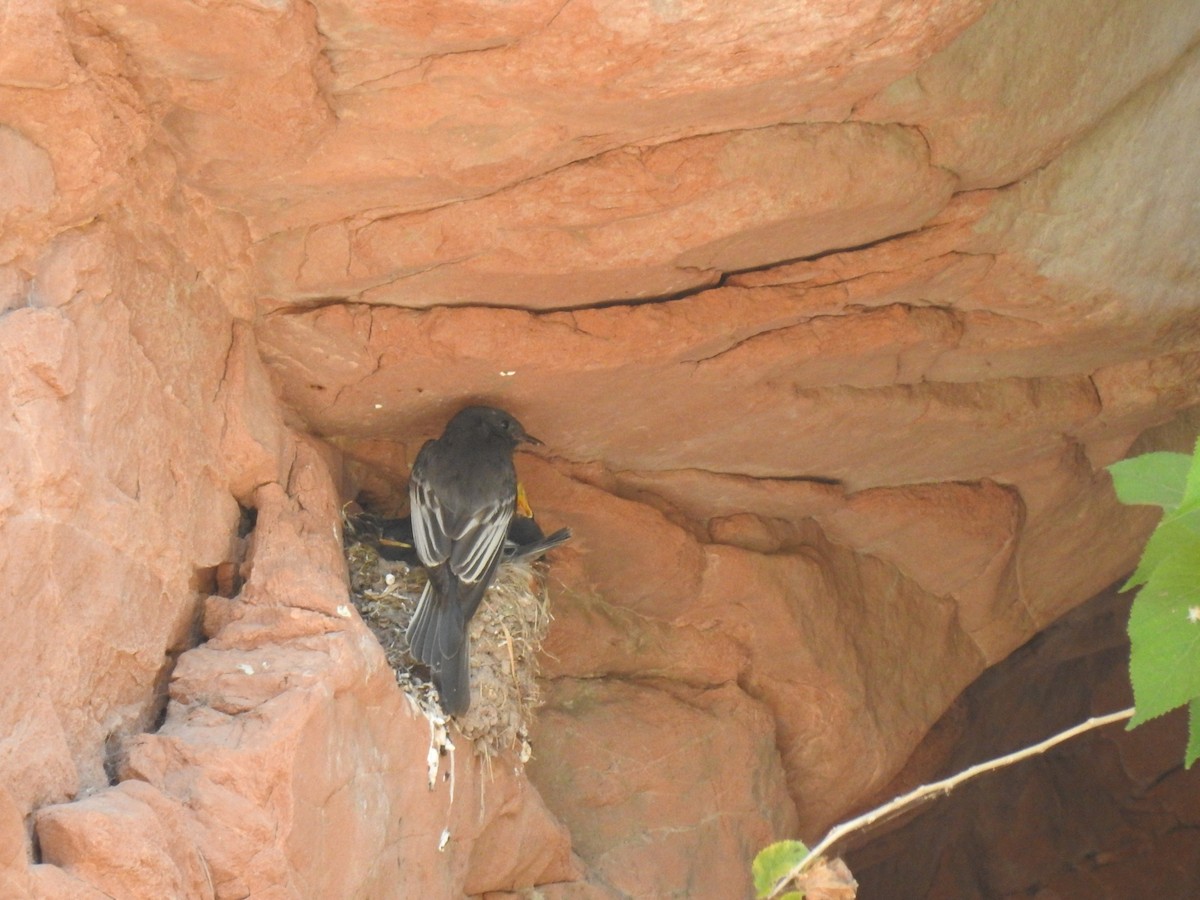 Black Phoebe - ML645029150