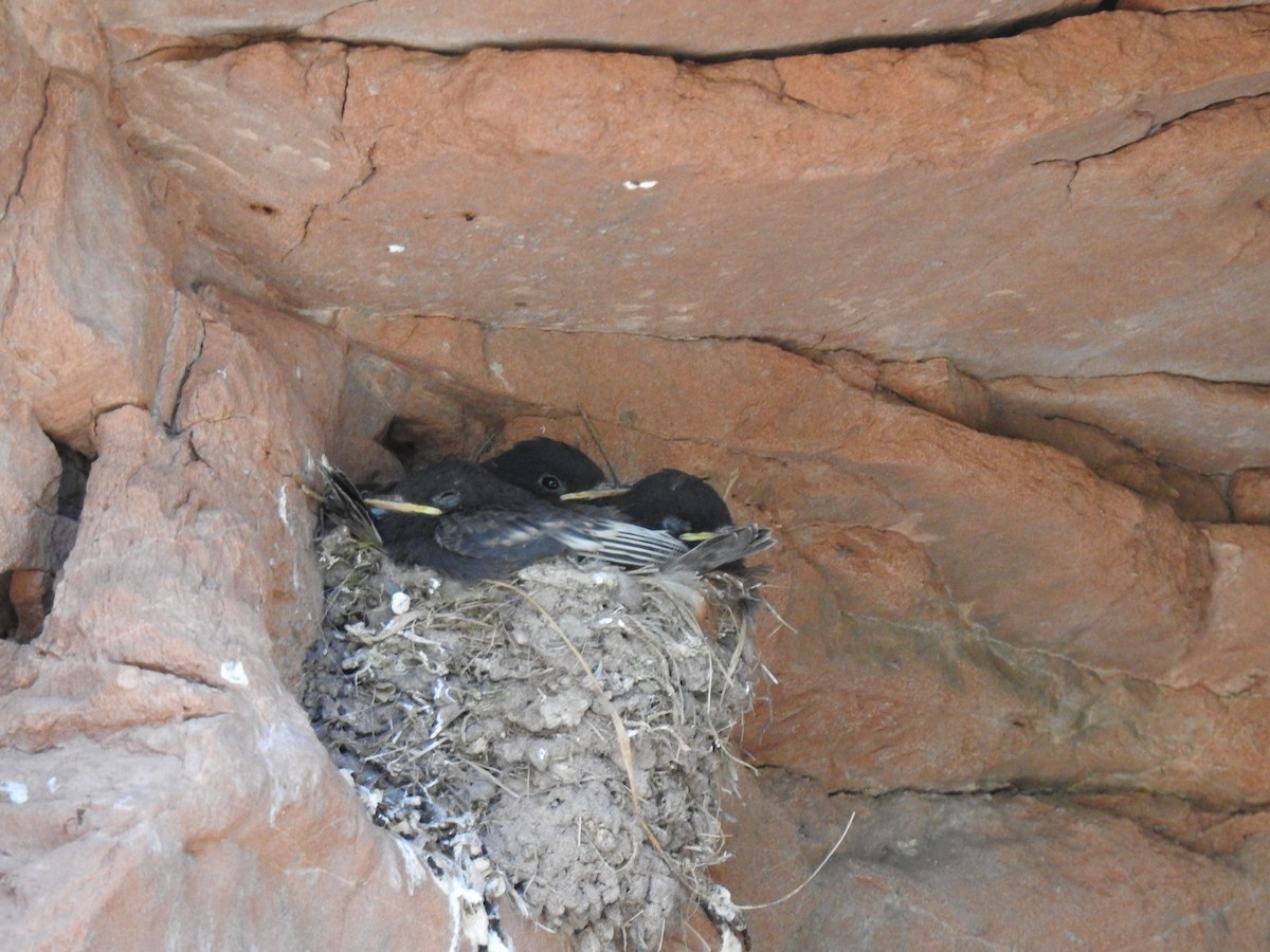 Black Phoebe - ML645029156