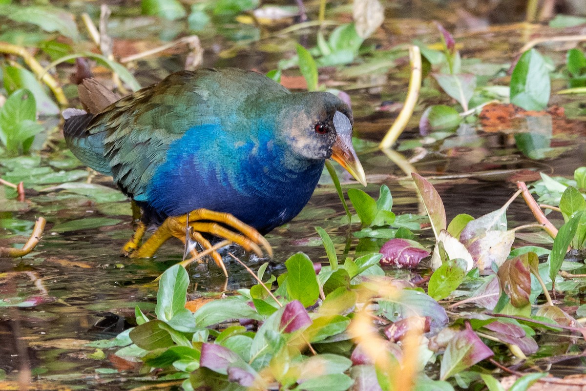 Uroilo urdin amerikarra - ML645029157