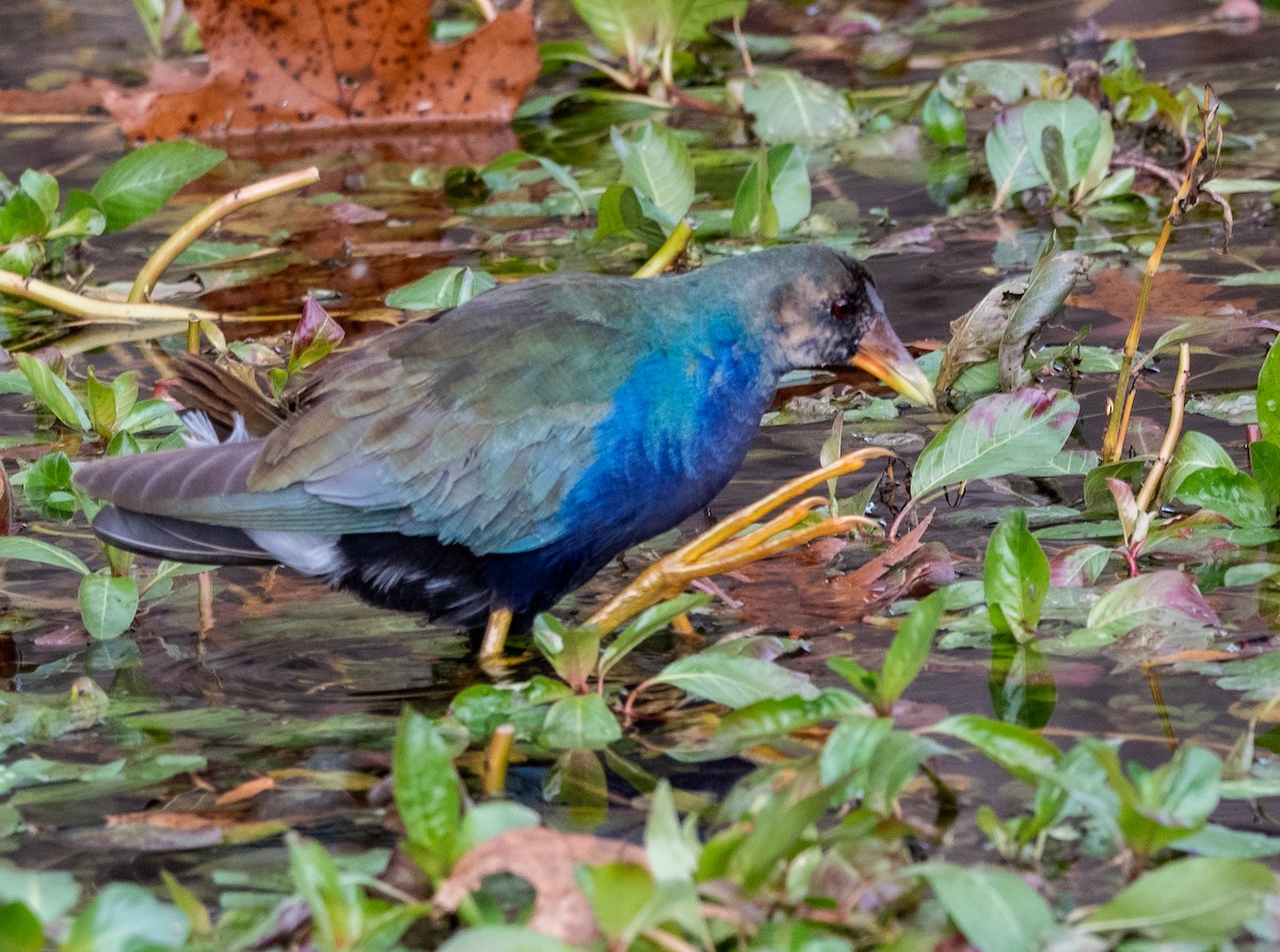 Uroilo urdin amerikarra - ML645029160