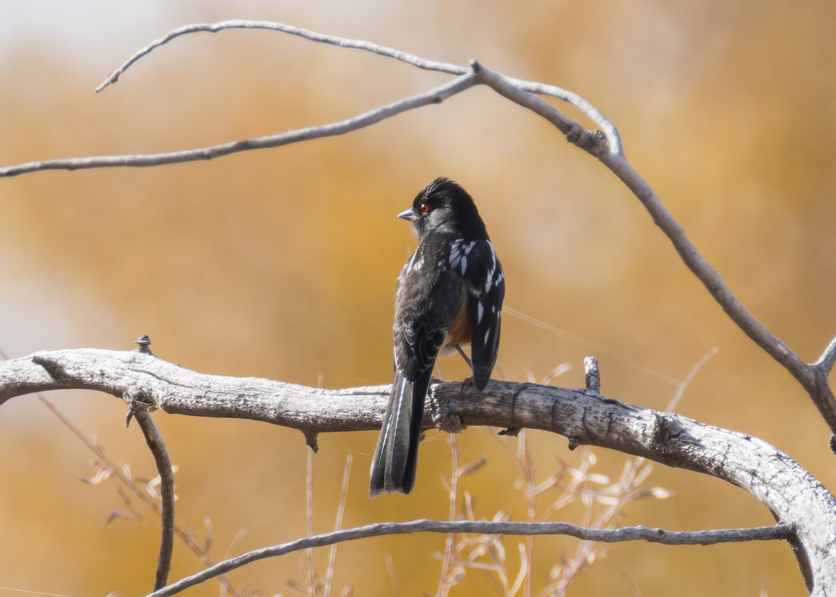 Toquí Moteado - ML645029161