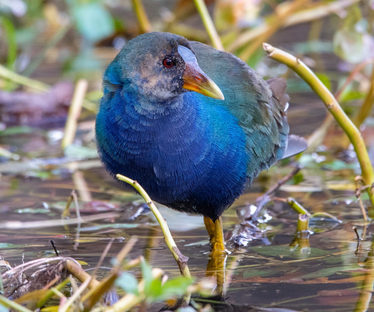 Uroilo urdin amerikarra - ML645029162