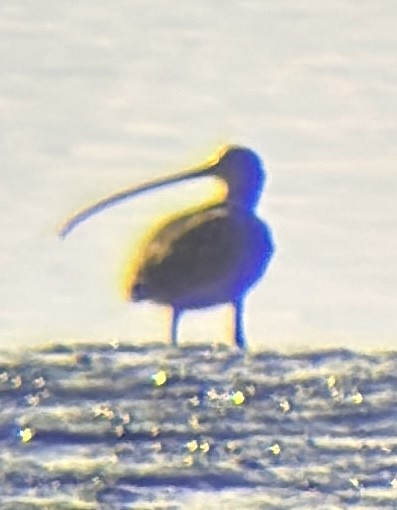 Кульон американський - ML645029190