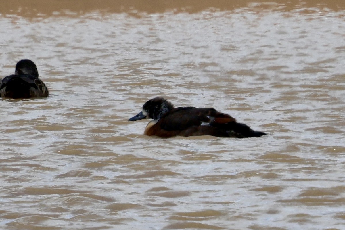 Australian Shelduck - ML645029196