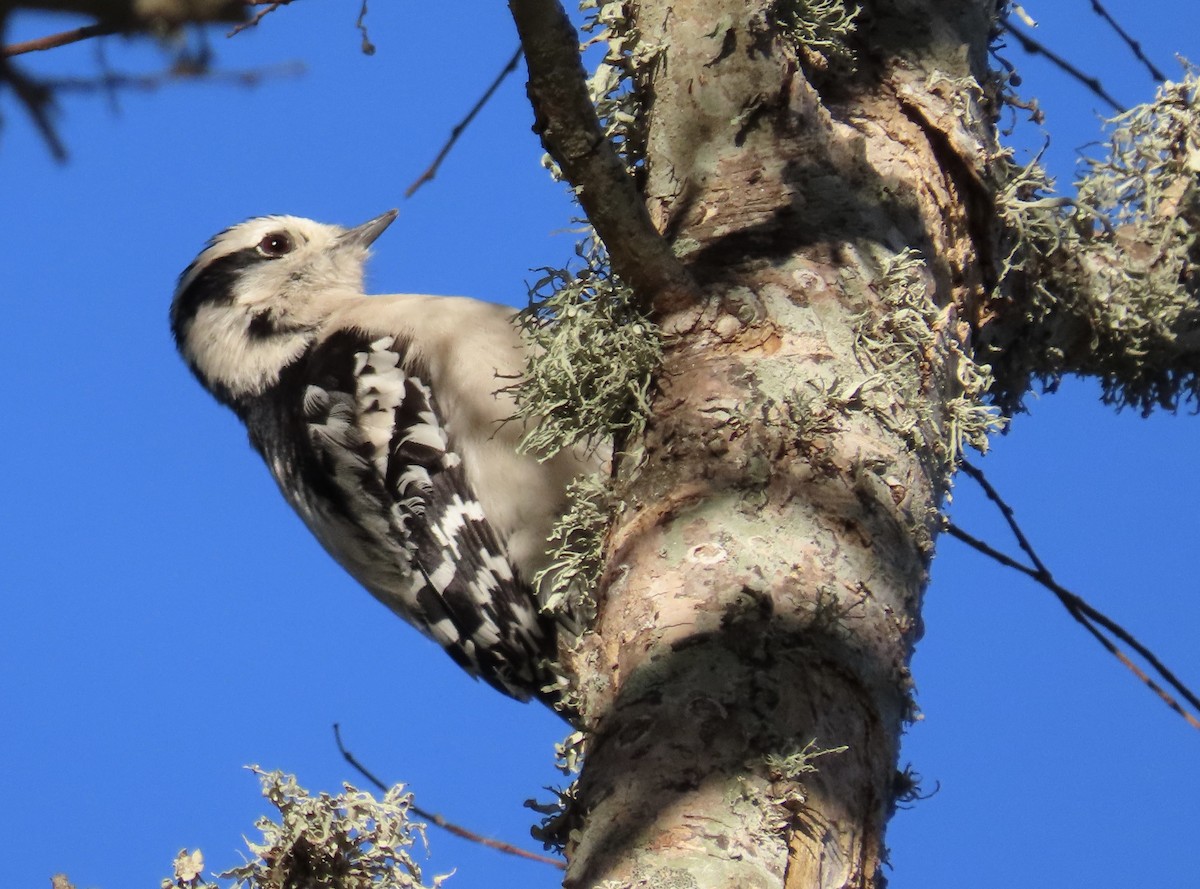 Downy Woodpecker - ML645029212