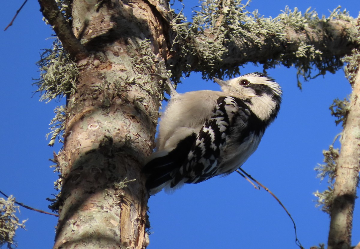 Downy Woodpecker - ML645029213