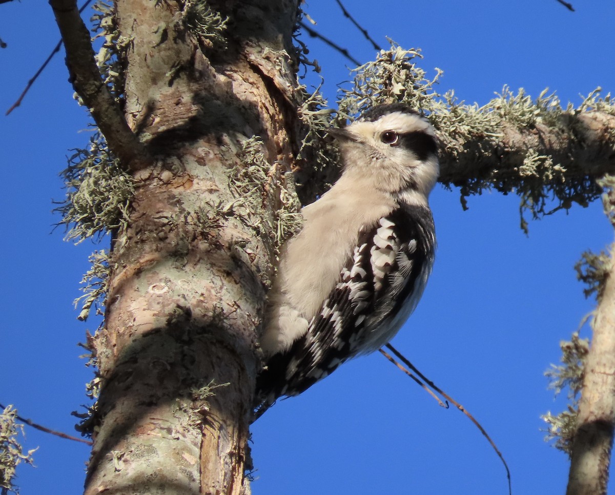 Downy Woodpecker - ML645029214