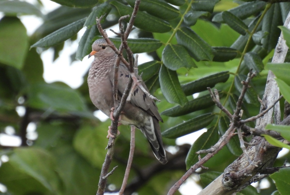 Common Ground Dove - ML645029215