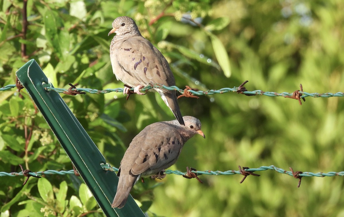 Common Ground Dove - ML645029216