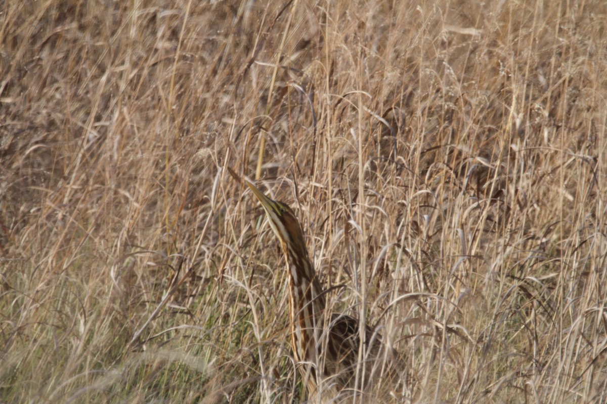 Бугай американський - ML645029217